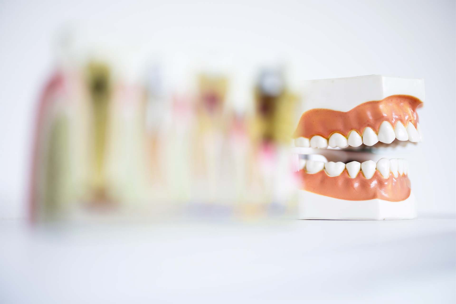 Modell eines Gebisses